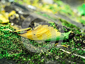 Yellow leaf lying on the tree trunk