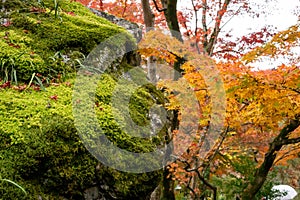 Yellow leaf of maple tree blossom beside fresh little green leaves of moss on the stone, closeup and selective focus image