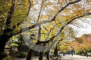 Yellow leaf of maples in Autumn at Ueno Park photo