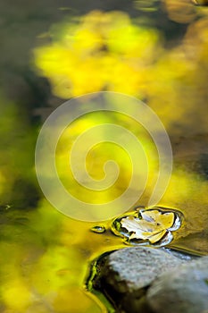 Yellow leaf with mountain stream.