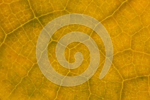 Yellow  leaf nature background closeup