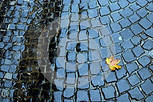 Yellow leaf on the pavement