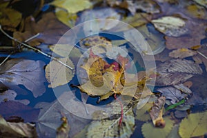 Yellow leaf in the puddle