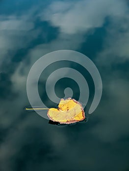 Yellow leaf in puddle