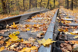 Yellow leaf on railway line in vivid autumn forest