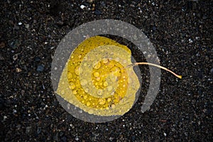 Yellow leaf with rain drops