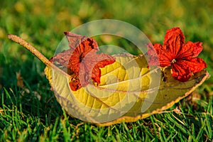 Yellow Leaf With Red Flowers Close-Up Autumn Background