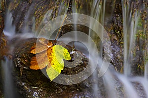 Yellow leaf on the river