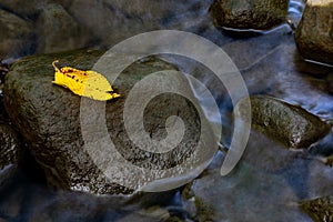 Yellow leaf on a rock in a stream