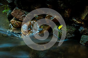 A yellow leaf on the rock with waterfall in dark low key and lo