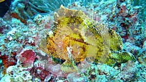 Yellow leaf scorpion fish, Maldives