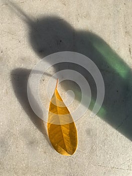 Yellow leaf and the shadow composition