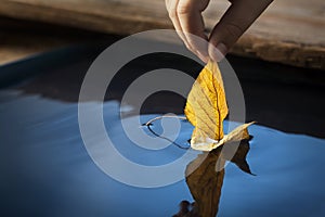 Yellow leaf ship