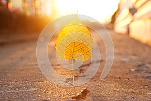 Yellow leaf stab down on crack street in the sunset background