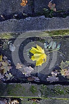 Yellow leaf on the stairs in autumn park