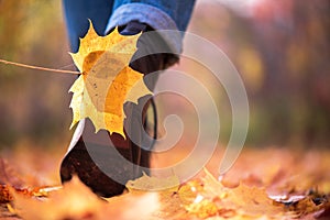 Yellow leaf stuck to the women`s shoe during a walk through the autumn forest.