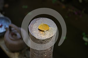 Yellow leaf with teapot and stone pillar