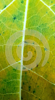 Yellow leaf texture line image background stock photo image