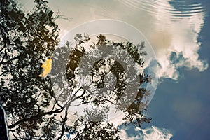 A Yellow Leaf, Tree Branches, Clouds And Sky Reflected In Water