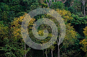 Yellow leaf tree green spring At Tea farm organic Tea farm 2000 Doi Ang Khang Chiang Mai Thailand photo