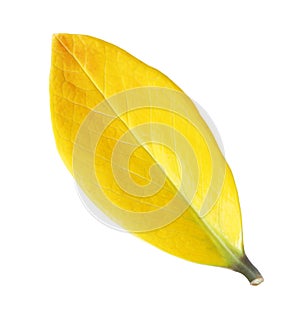 Yellow leaf vein isolated on white