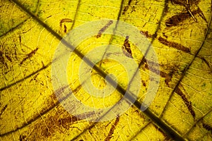 Yellow leaf veins macro background