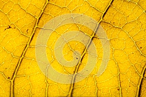Yellow leaf with viens background photo