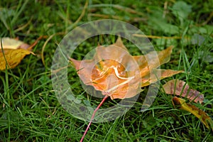 yellow leaf with water from rain