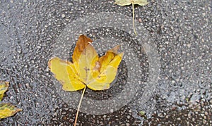 Yellow leaf on wet concrete