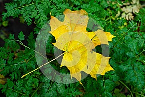 Yellow leaf. Withering leaf close-up. Fallen maple leaf. Selective focus