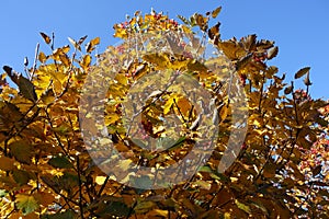 Yellow leafage of Sorbus aria against blue sky in October