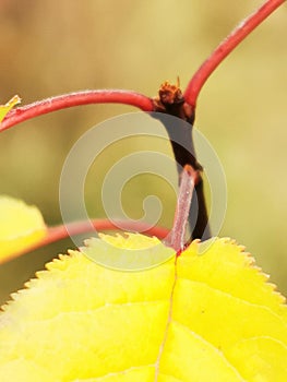 Yellow leafes