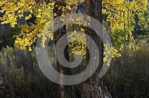 Yellow leafs in the autumn