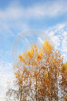 Yellow leafs of Birch tree on sky background