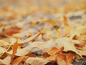 Yellow leafs on a ground, Selective focus, Abstract autumn background