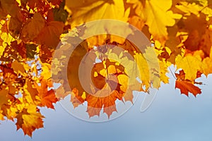 yellow leafs of maple tree on blue sky background