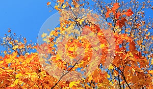 Yellow leafs on tree