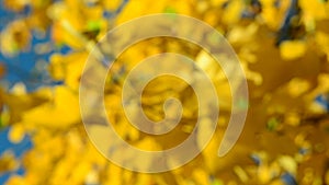 Yellow leafs in the wind, blue sky