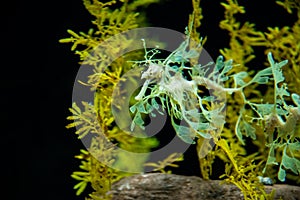 Yellow leafy seadragon Phycodurus eques