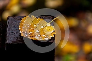 A yellow leaf with rain drops photo