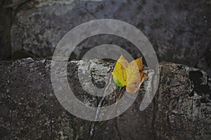 Yellow Leave on a Stone