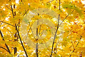 Yellow leaves