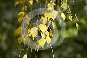 Yellow leaves