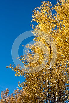 Yellow leaves against blue sky