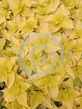 Yellow leaves as background