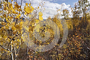 Yellow leaves on the aspen tree with the forest in the blurred background on a sunny autumn day
