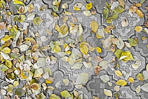 Yellow leaves on the asphaltYellow autumn leaves lie on the paving slabs. A naturally recurring pattern of the background