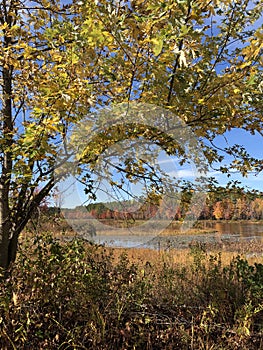 Yellow leaves in the autumn