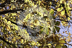 Yellow leaves in autumn