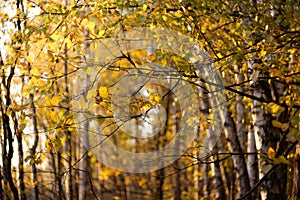 Yellow leaves in the autumn forest in sunny day